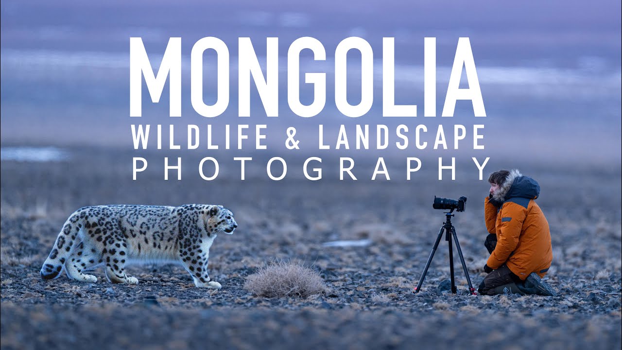 Chasing Snow Leopards in Mongolia: What Thomas Heaton's Wild Photography Adventure Teaches Us About Patience and Light