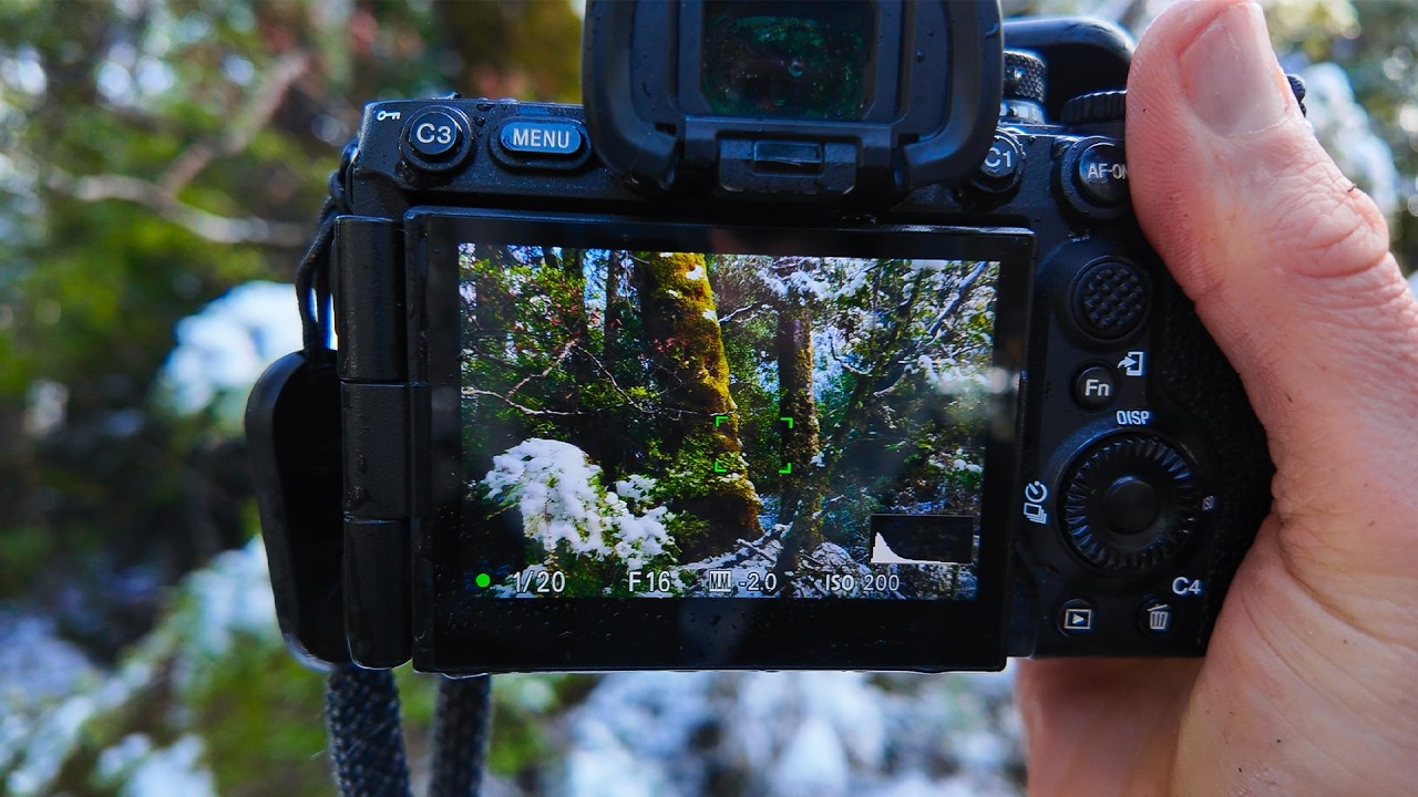 Chasing Snow Light in the Forest: Field Lessons from a Dream Morning in Fiordland