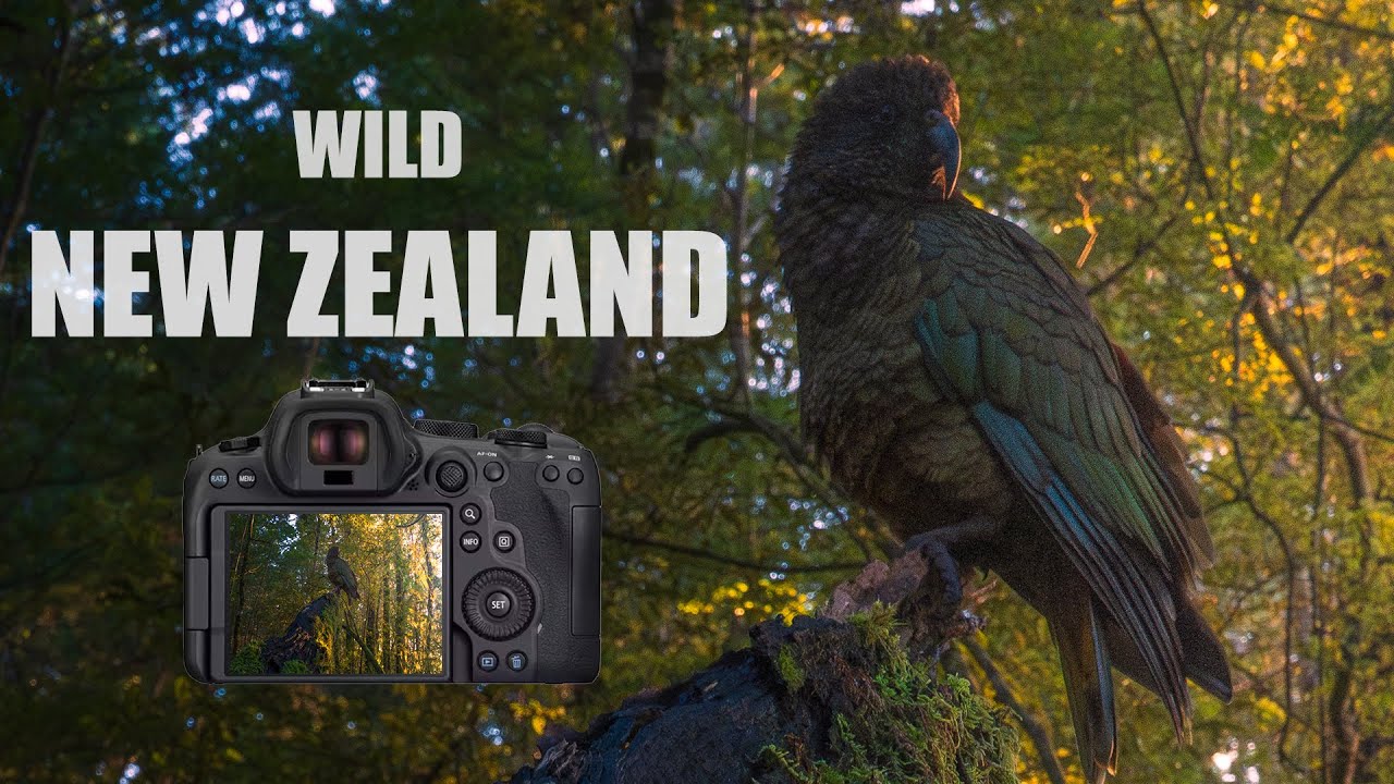 Finding Harmony in the Chaos: How to Photograph Temperate Rainforest Like a Pro
