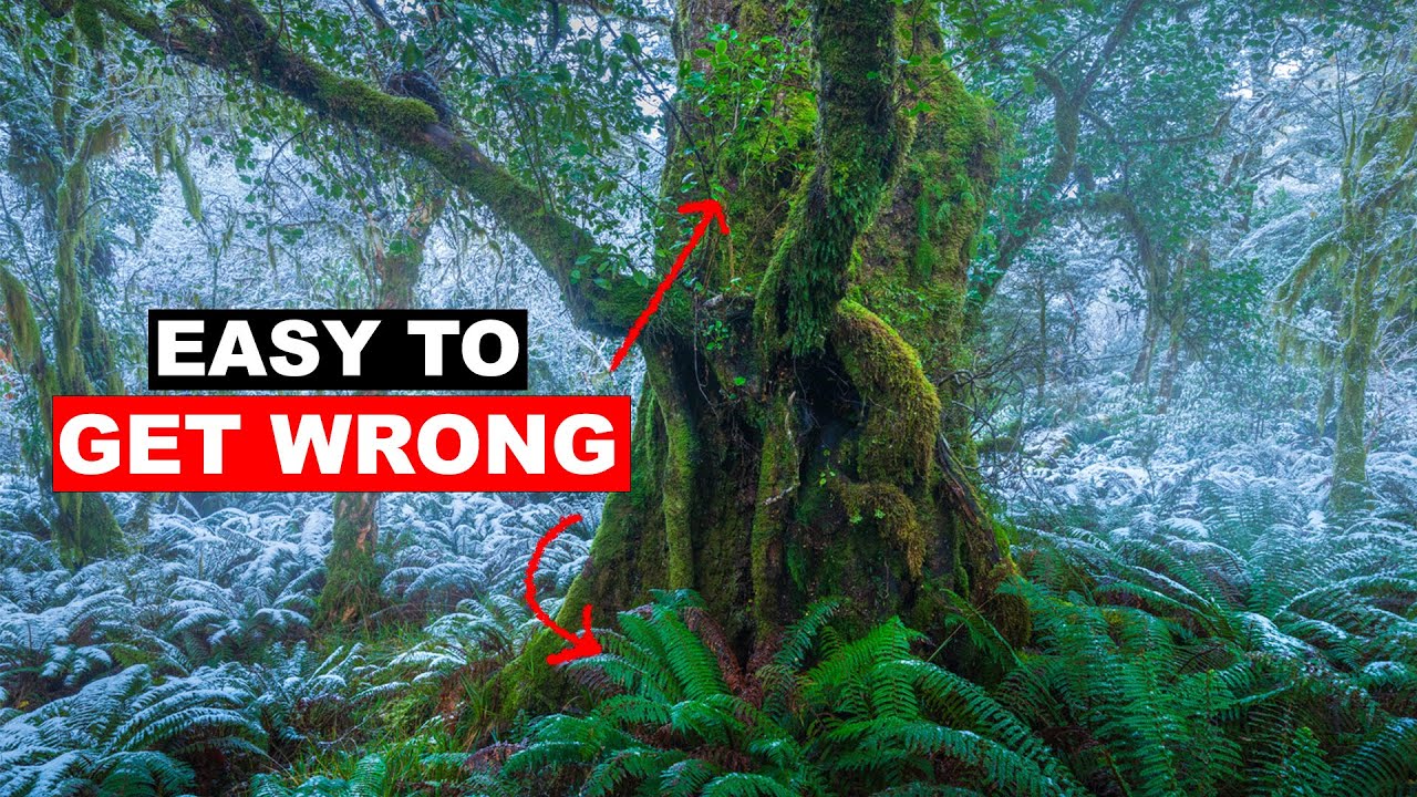 Snow, Trees, and the Art of Seeing Less: Lessons from a New Zealand Forest Shoot