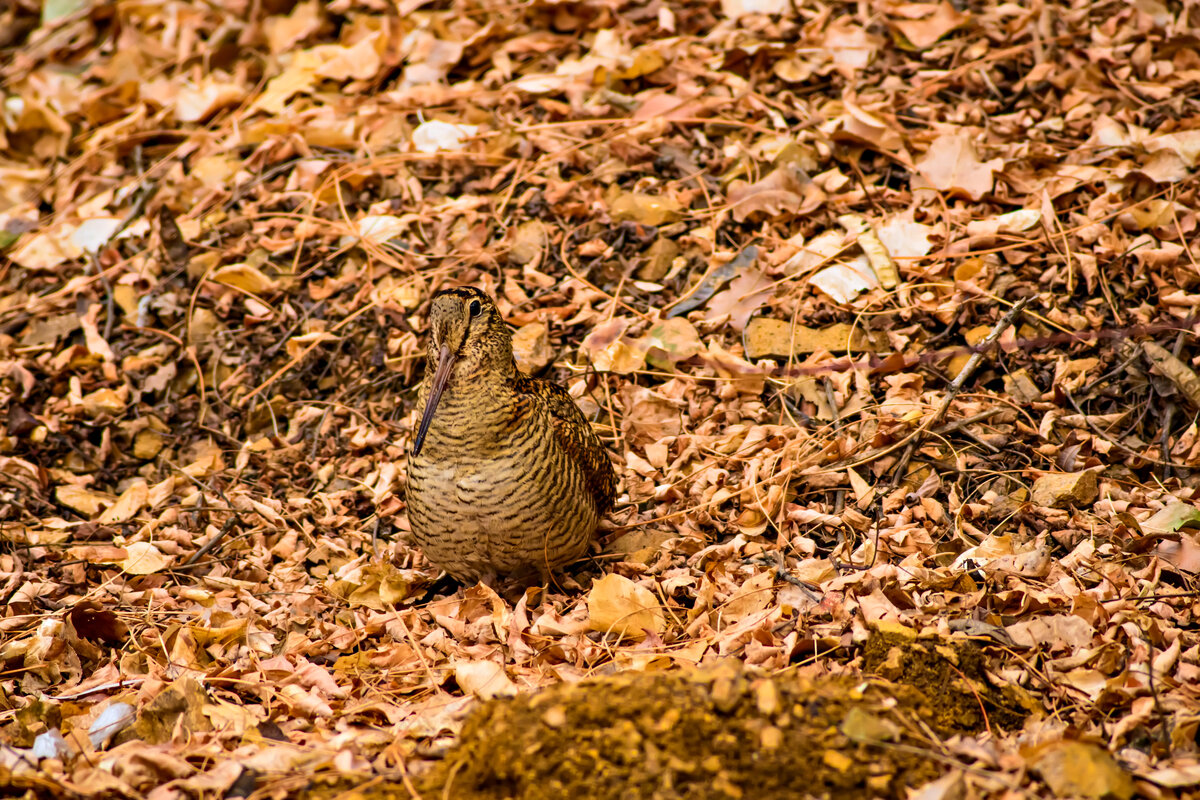 The Art of Forest Photography: Capturing Light Among the Trees