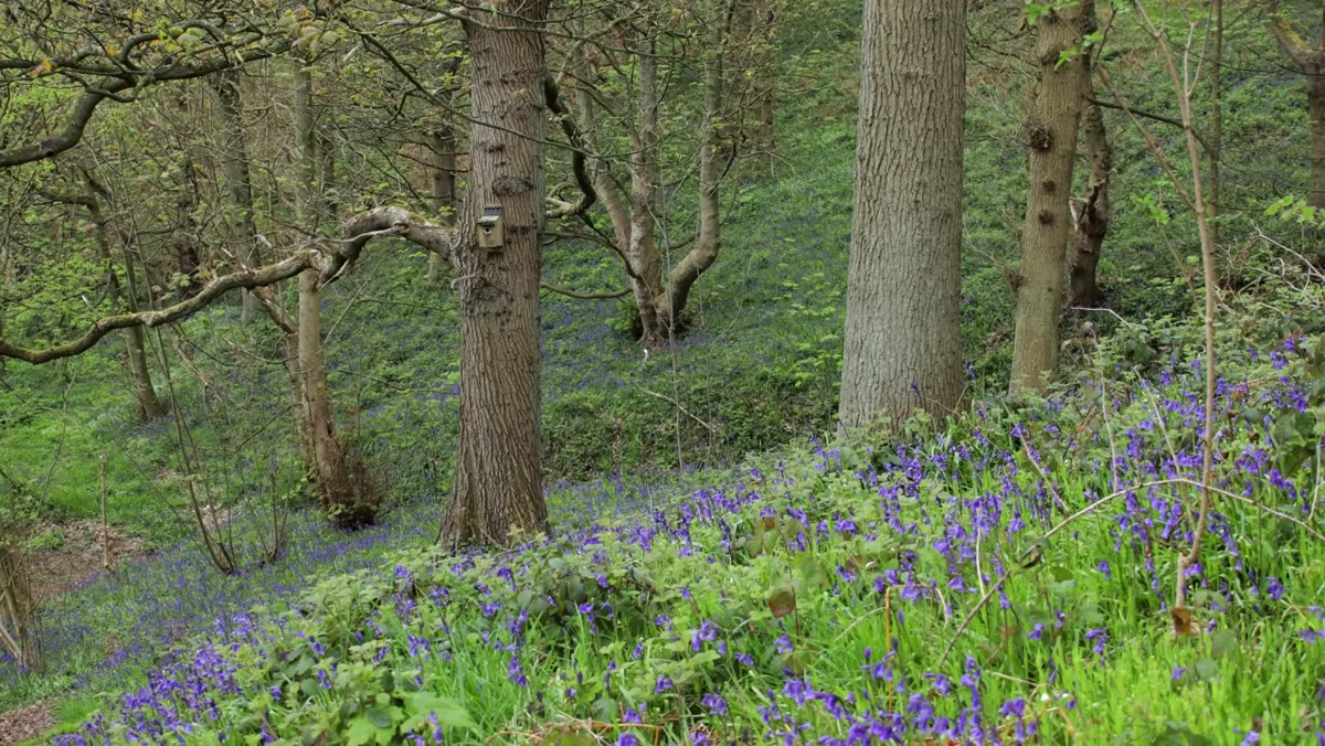 Adam on tripod waiting for sunlight, bluebells in frame