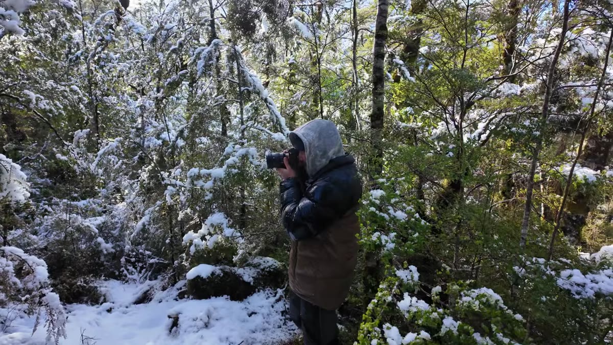 Patino examining two snow-covered beech trees with balanced snow coverage