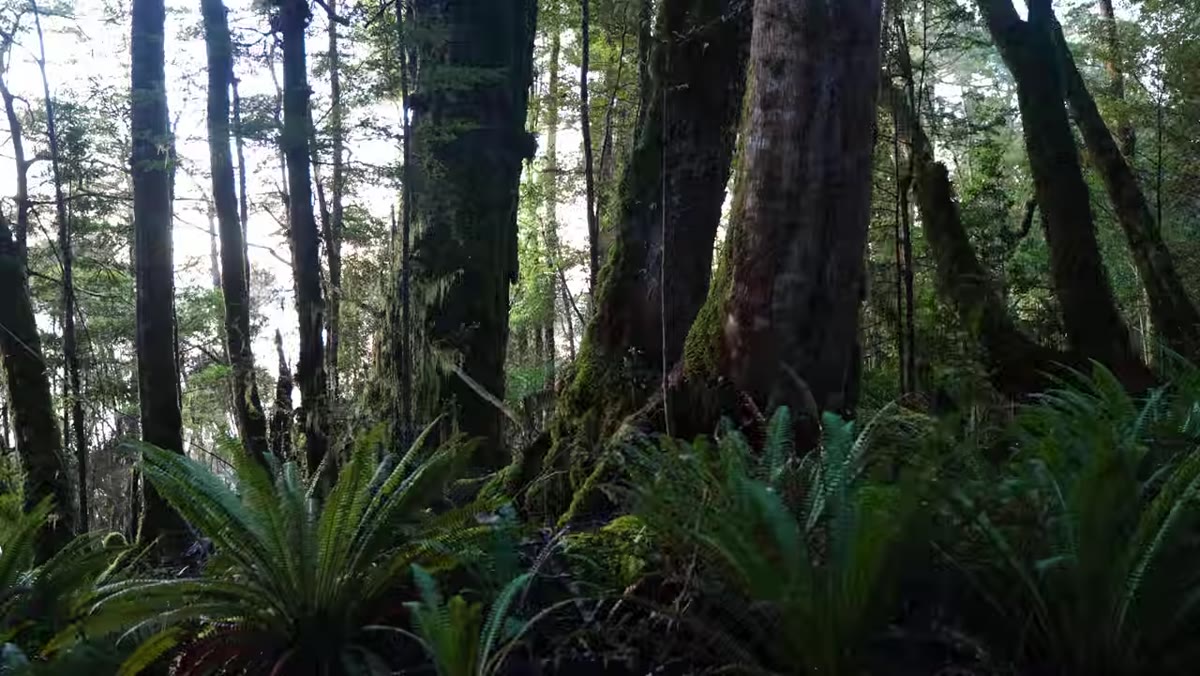 Dense overlapping forest scene with no clear focal point visible