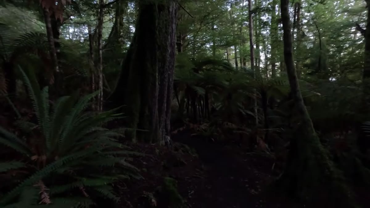 Single dominant tree trunk separating clearly from surrounding forest