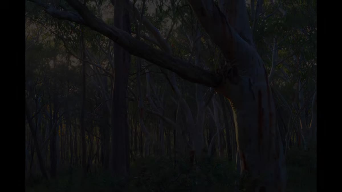 Early morning light filtering horizontally through gum trees