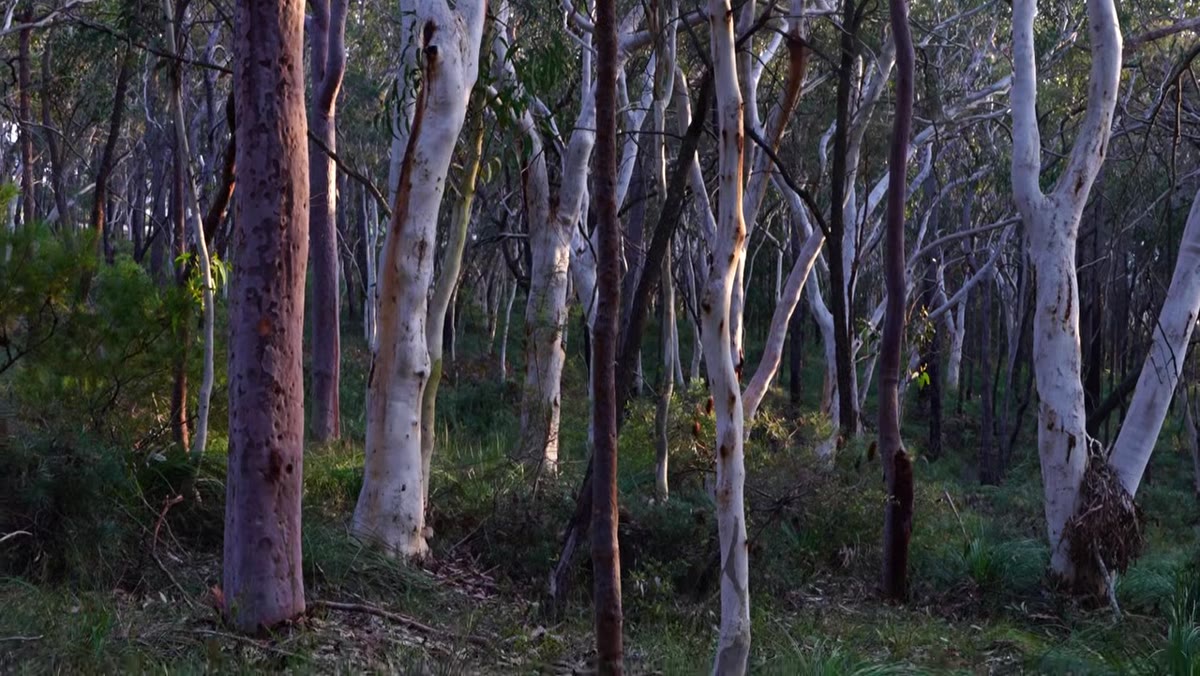 Dappled sunlight striking tree trunks on one side of the frame