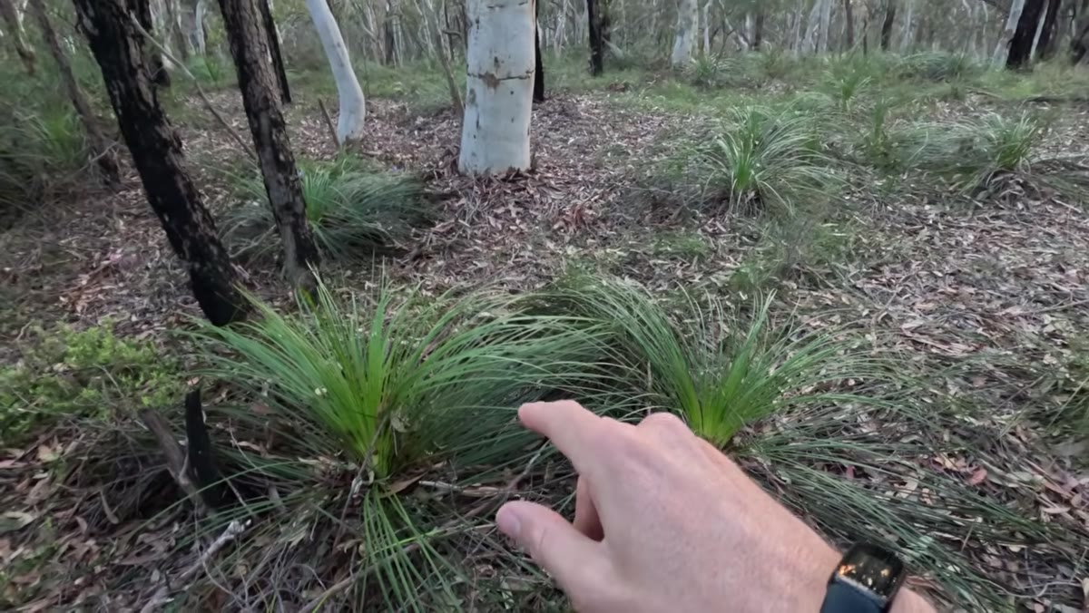Green grasses in foreground leading toward dominant gum tree