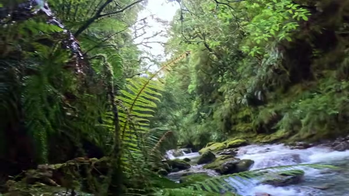 Ferns and surrounding vegetation framing rocky canyon composition