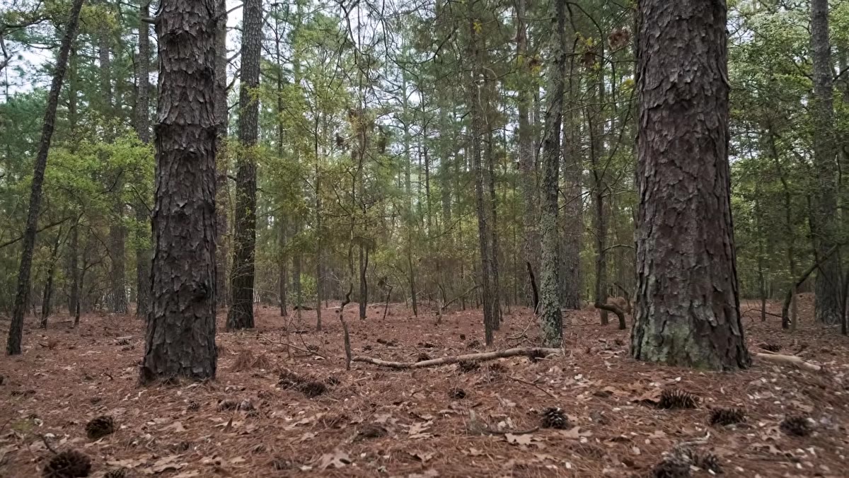 Mark walking through dense chaotic forest looking for subjects