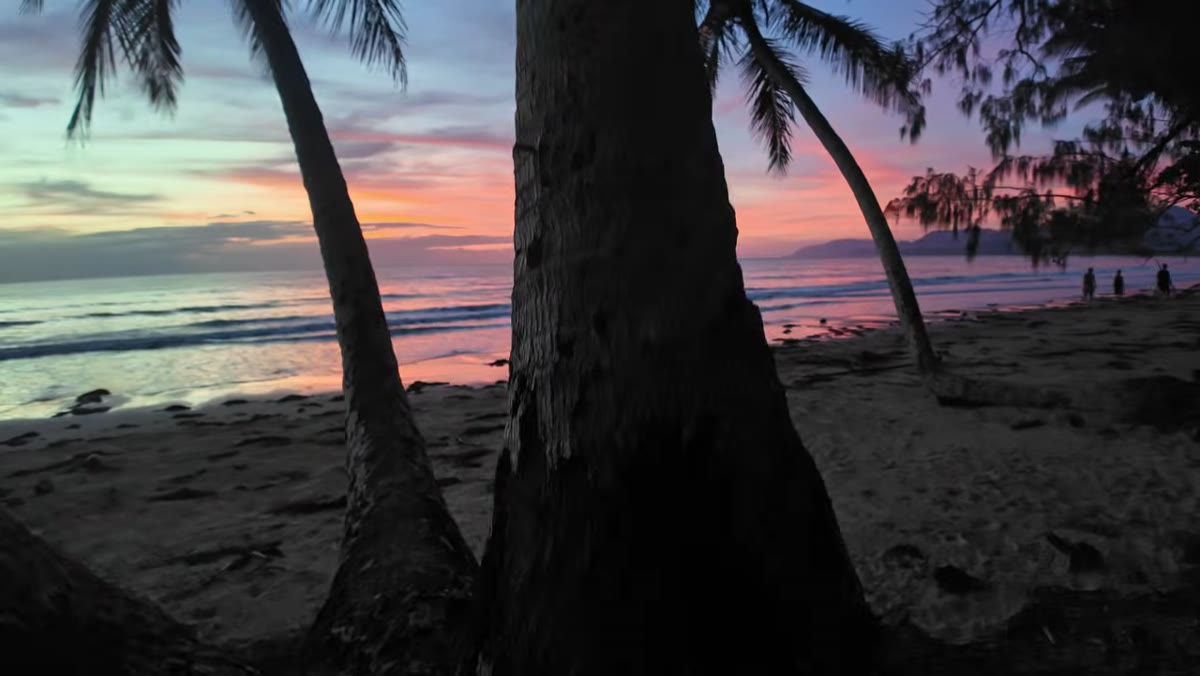 Photographer moving to isolate single palm tree between two trunks
