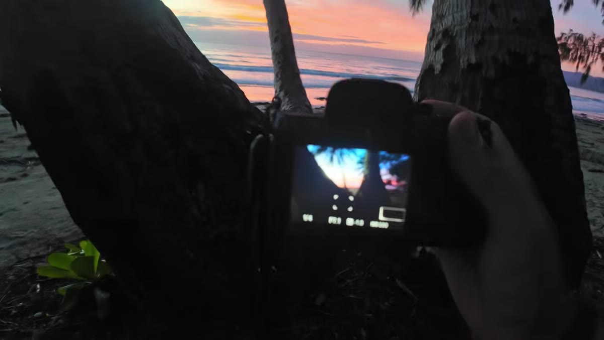 Camera positioned very close to foreground palm trunks