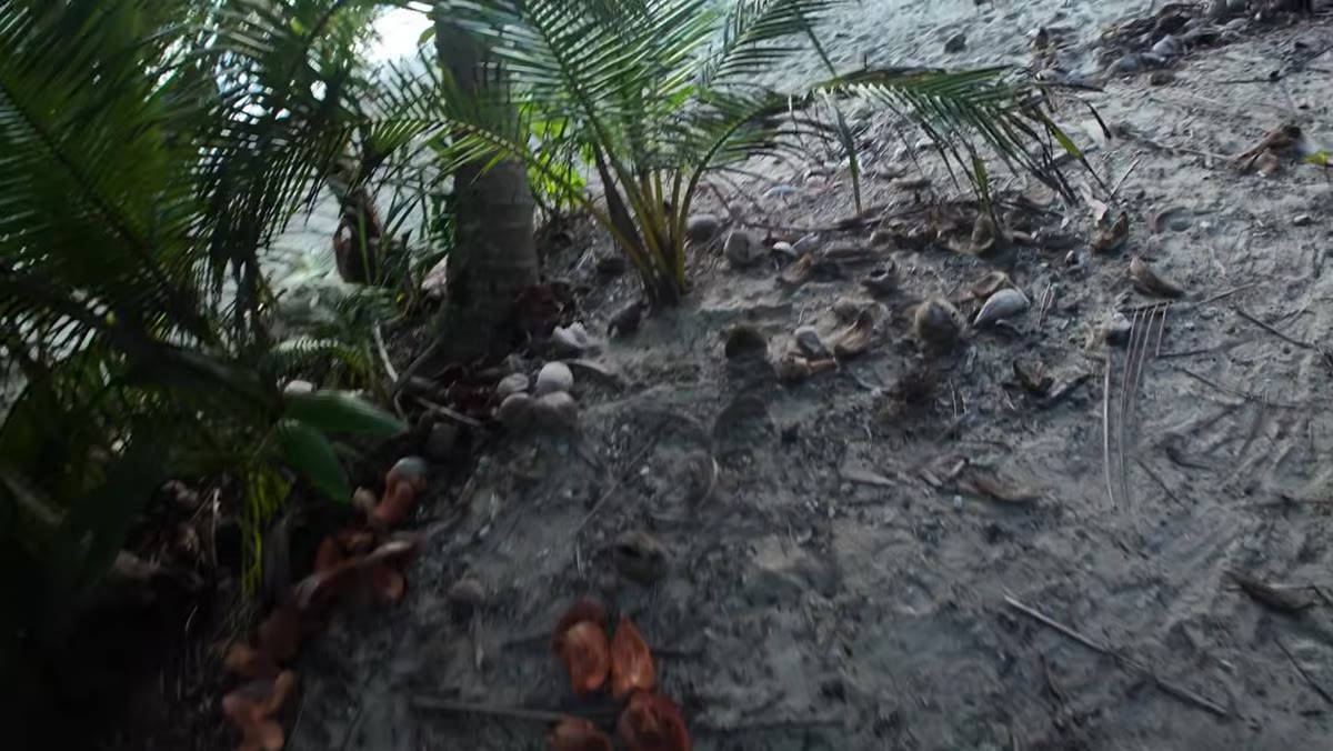 Low angle shot using coastal plants to fill empty sand foreground