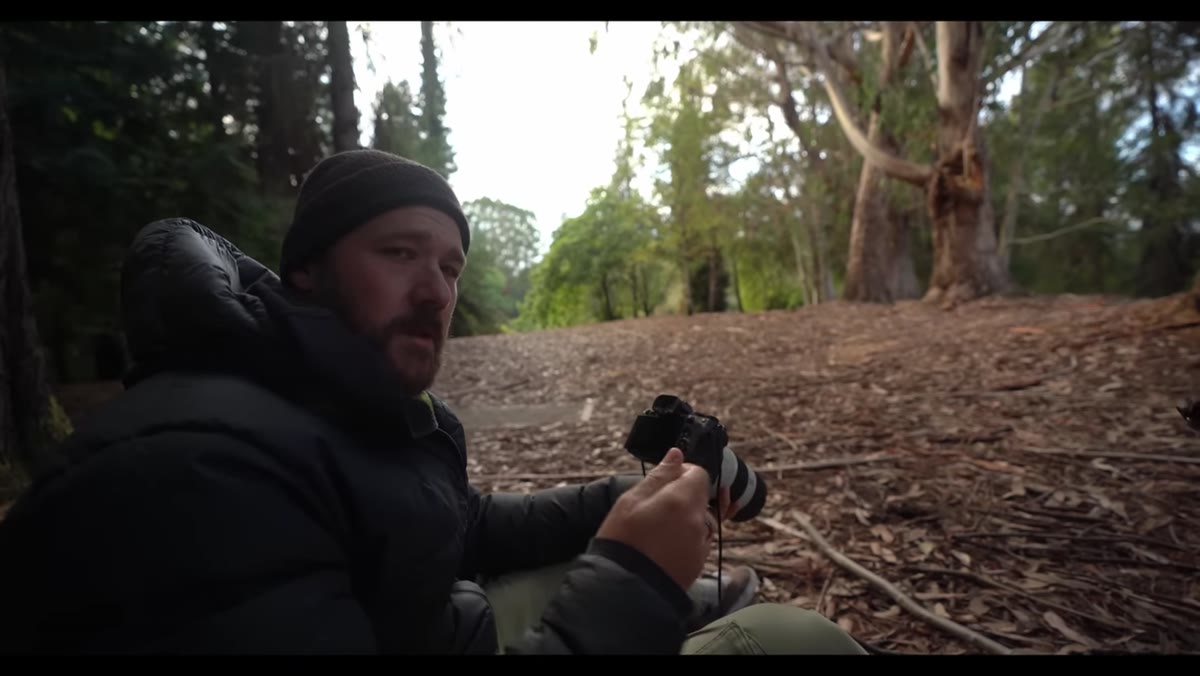Viewfinder framing of tree trunks with arching branch