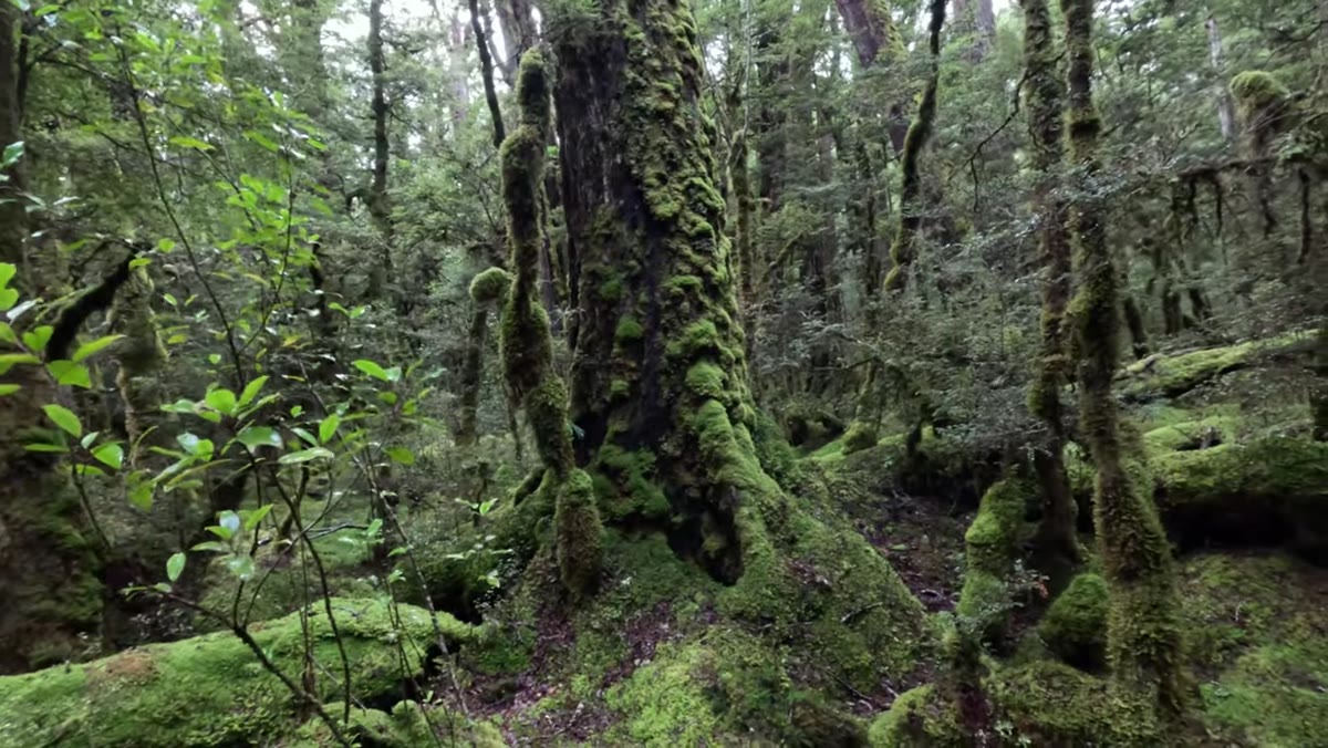 Photographer pointing out a single defined tree as focal point amid forest