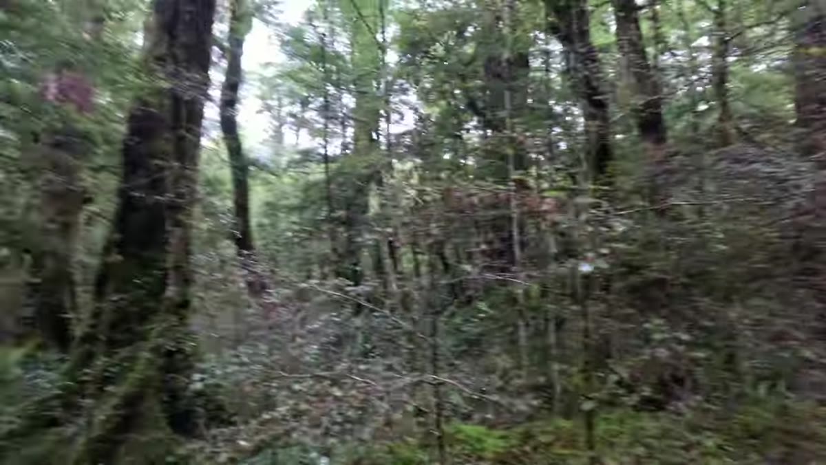 Soft winter backlight filtering through forest canopy, illuminating greens