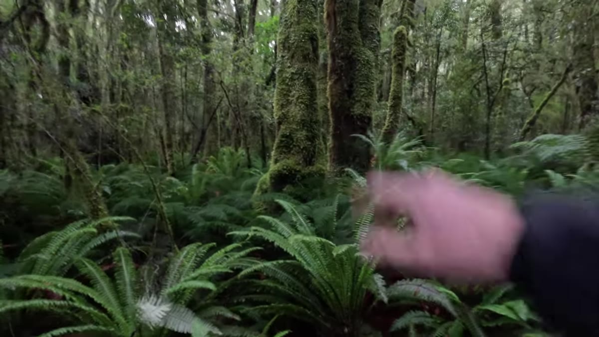 Crown ferns in foreground leading eye toward trees in background