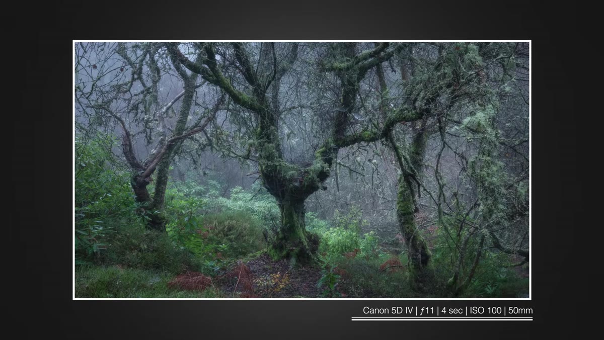 Misty woodland behind the tree, background details softened