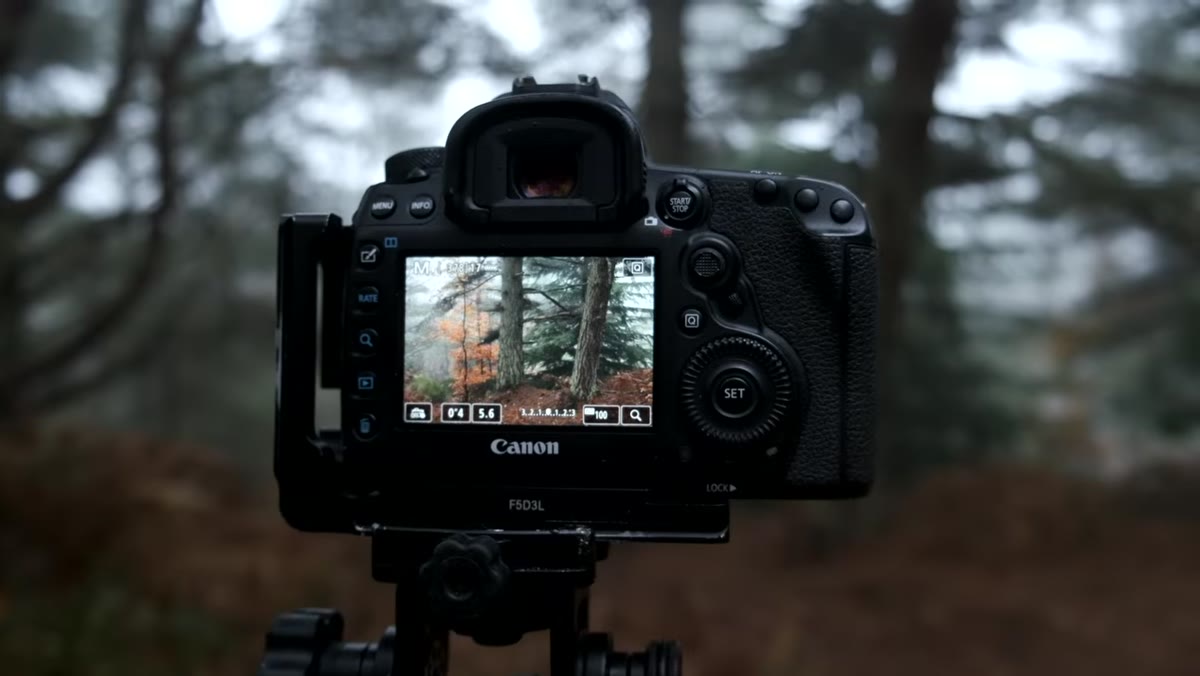Heaton framing pine trees with bright misty background