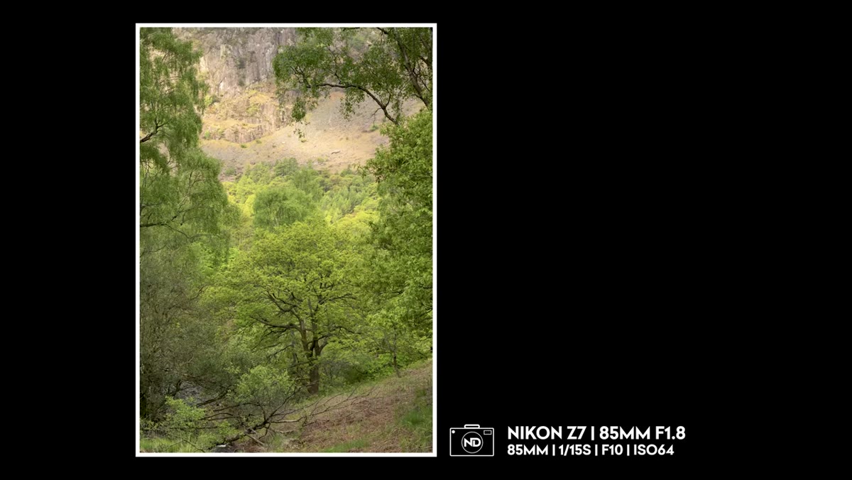 Close composition of tree canopy tops isolated against sky