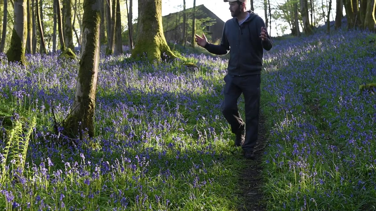 Wide shot of bluebell floor with bright light patches and distracting twigs