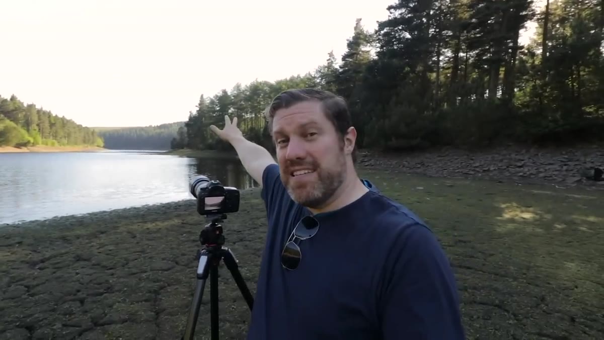 Close-up of camera viewfinder composition with tall tree at right edge of frame