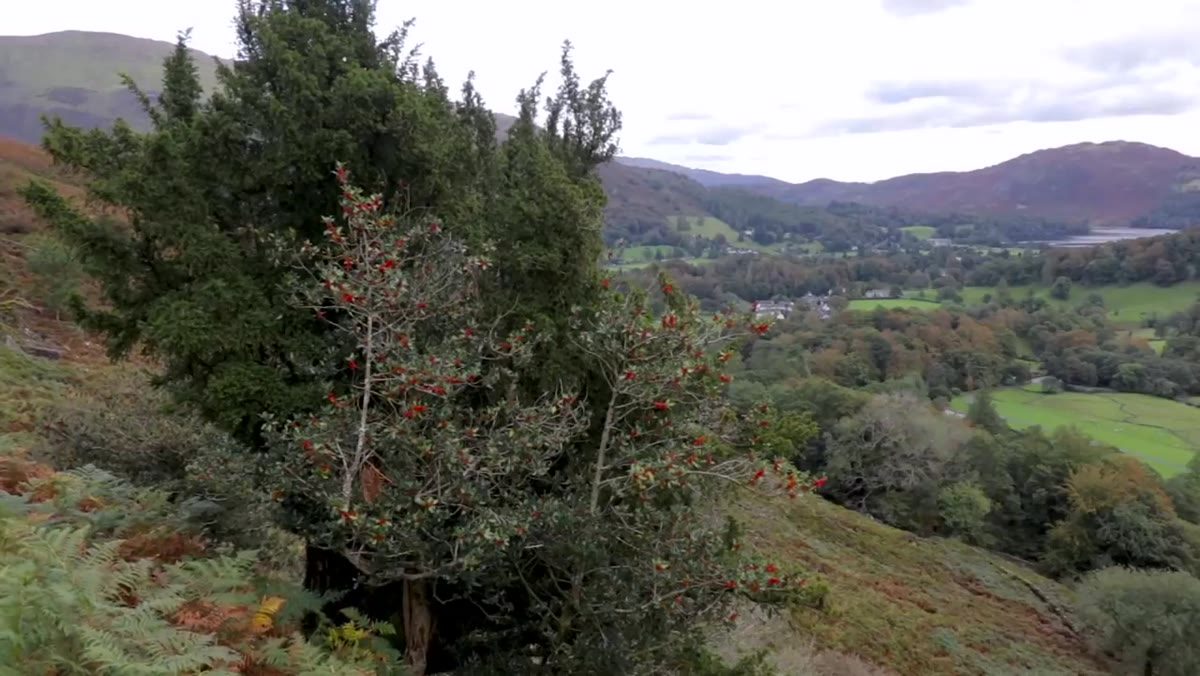 Trees at cliff edge visible at frame borders, discussing exclusion