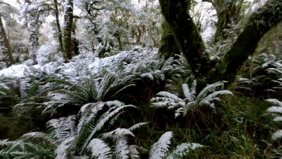 Photographer scanning the forest, reconsidering a wide shot