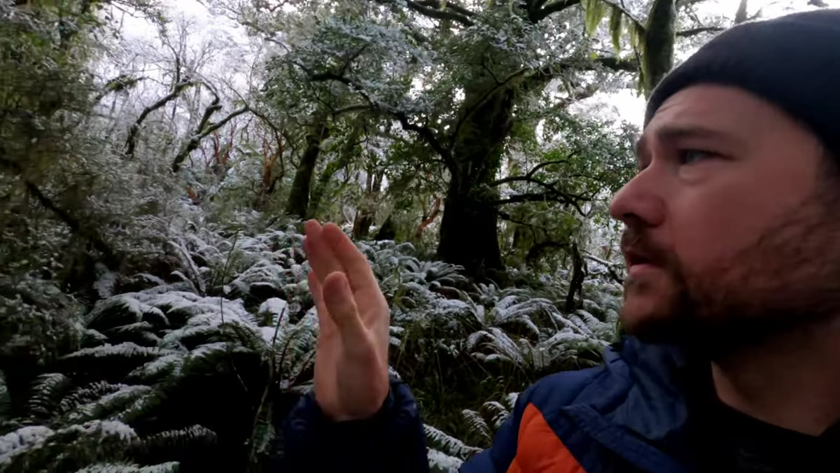 Wide view of forest floor showing patchy snow and green ferns