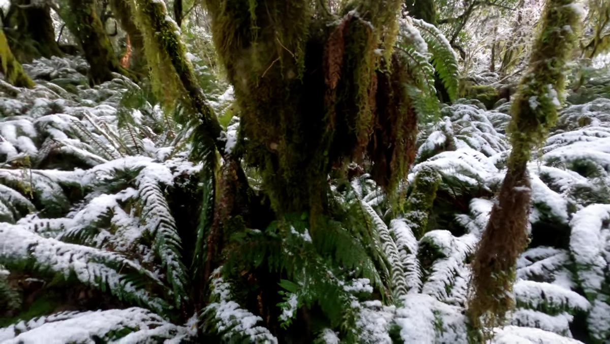 Camera positioned very close to mossy tree trunk at 14mm