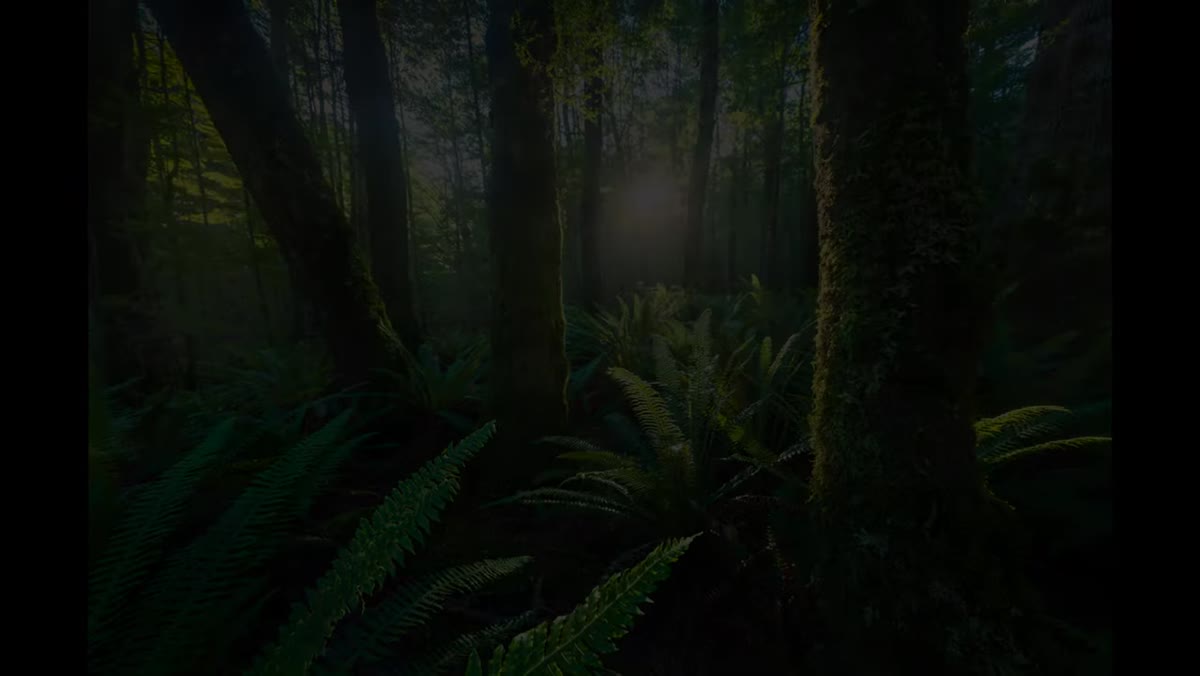 Will discussing entering a forest on a rainy or low-light day