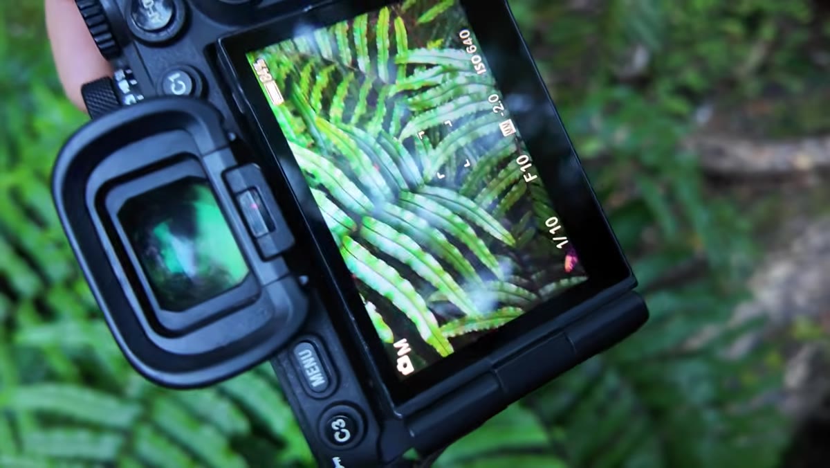 Photographer walking into a forested area toward a creek