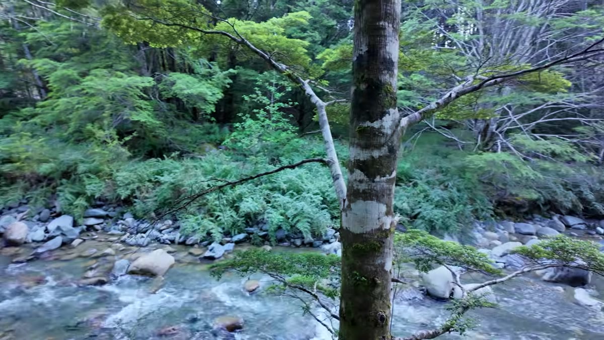 Photographer examining a beech tree alongside a small cascade