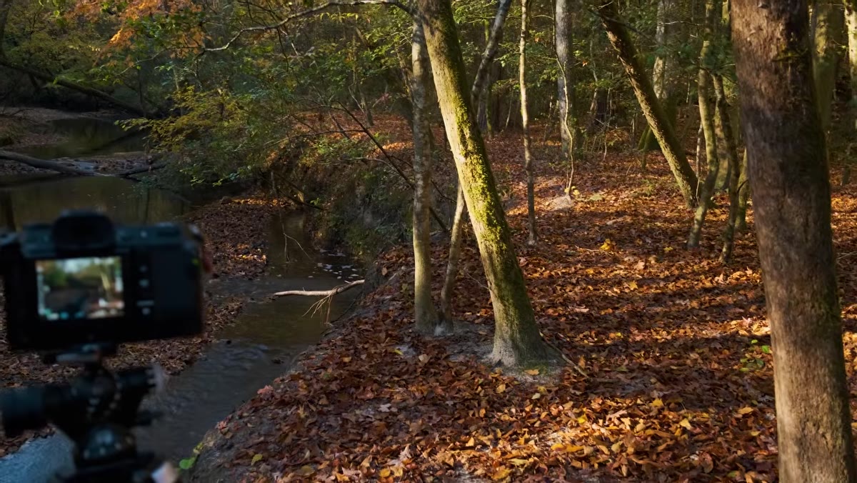 Wide shot showing harsh light breaking through tree canopy on right side