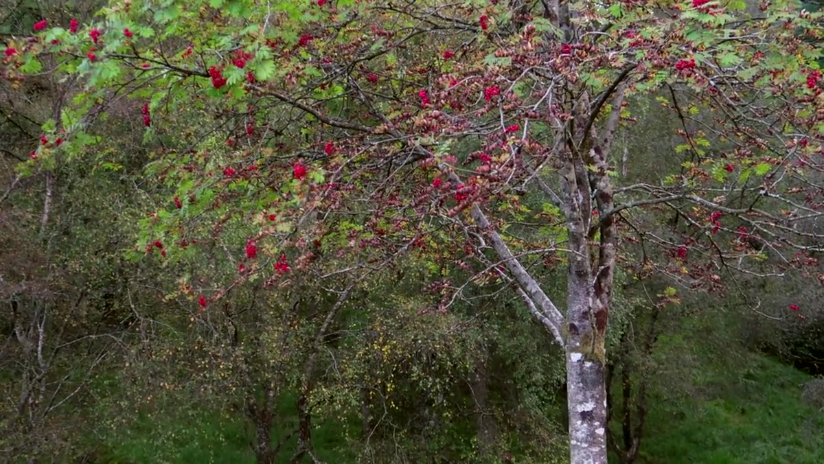 Heaton discussing tight crop on the berry-covered tree