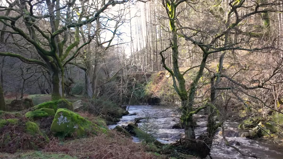 Camera positioned low in woodland near mossy tree and stream