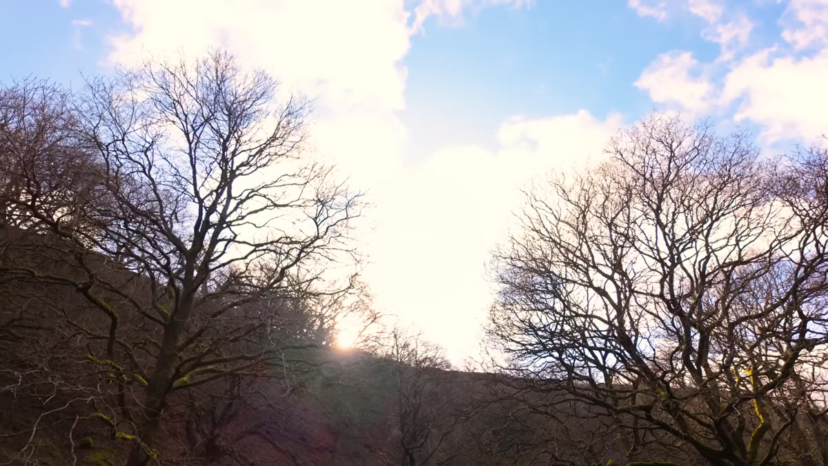 Soft directional light creating separation between tree and dark background bank