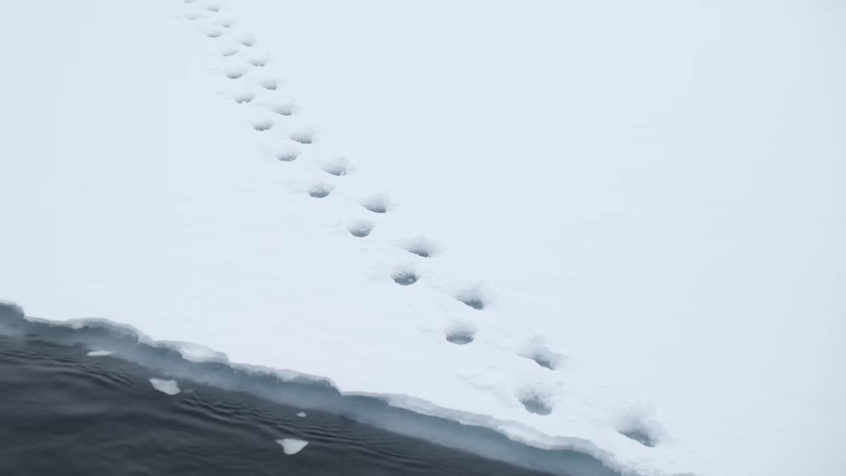 First polar bear signs spotted from the ship