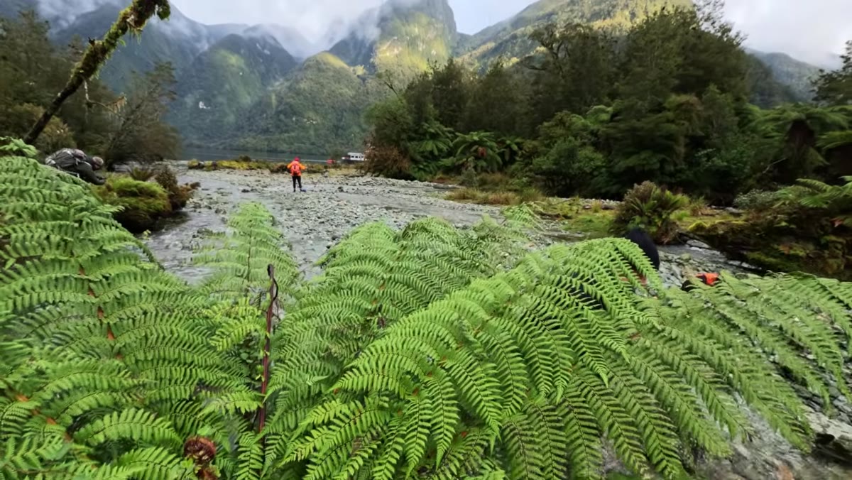 Wide angle lens positioned low among ferns with creek and mountain visible