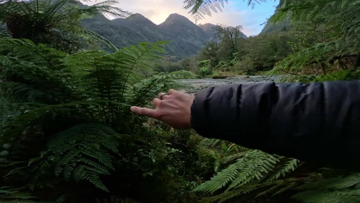 Ferns framing creek center with mountain visible in background gap