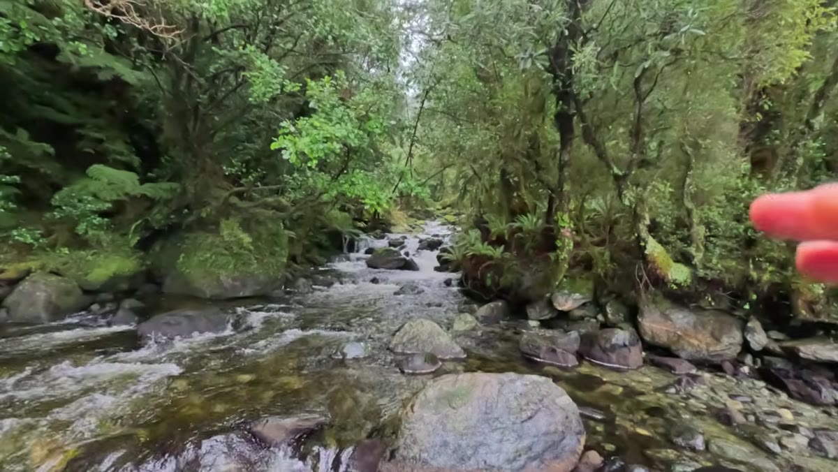 Cascading stream with moss-covered rocks and green canopy overhead