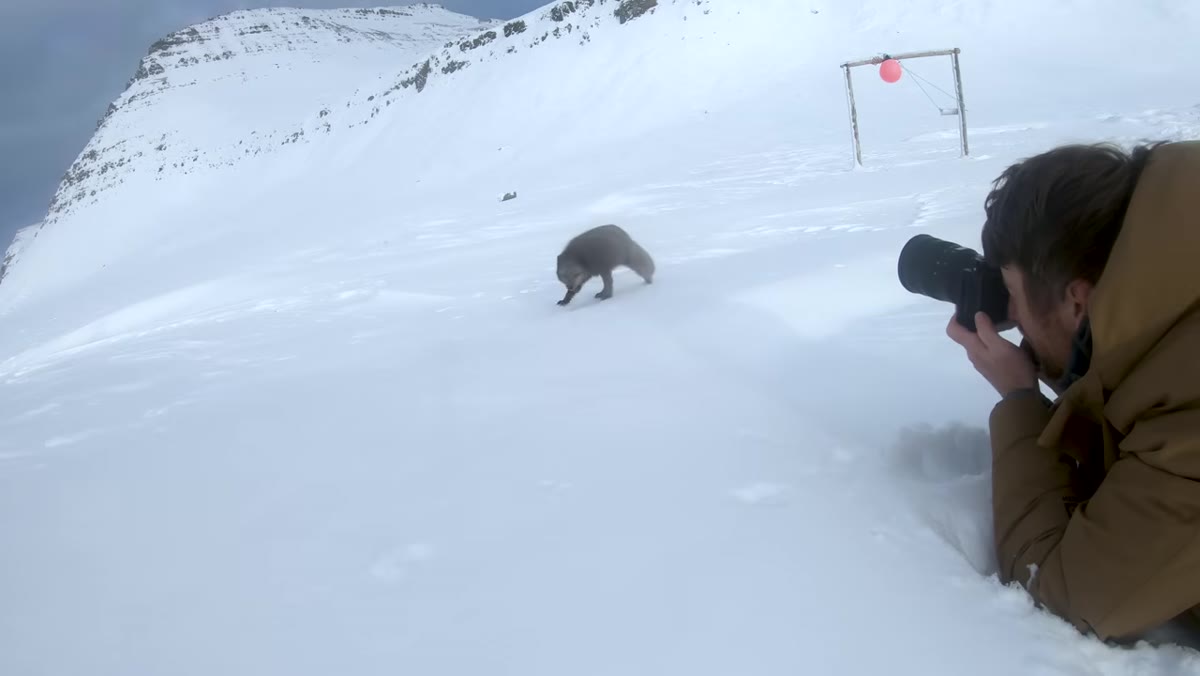 Arctic fox walking close to the photographer on a snowy landscape