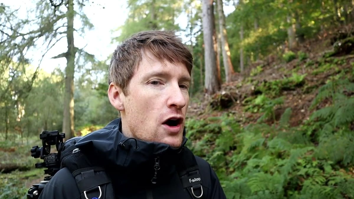 Camera framing a tree against deeper woodland background