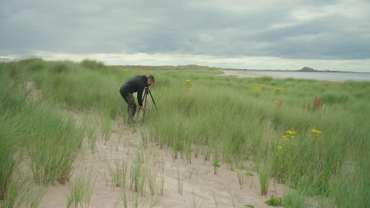 Coastal grasses and wildflowers with moody overcast sky