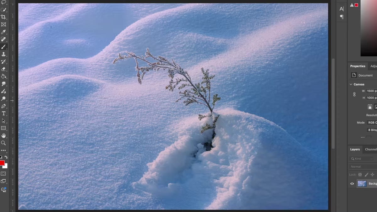 Close branch subject isolated against background, direct focus on branch
