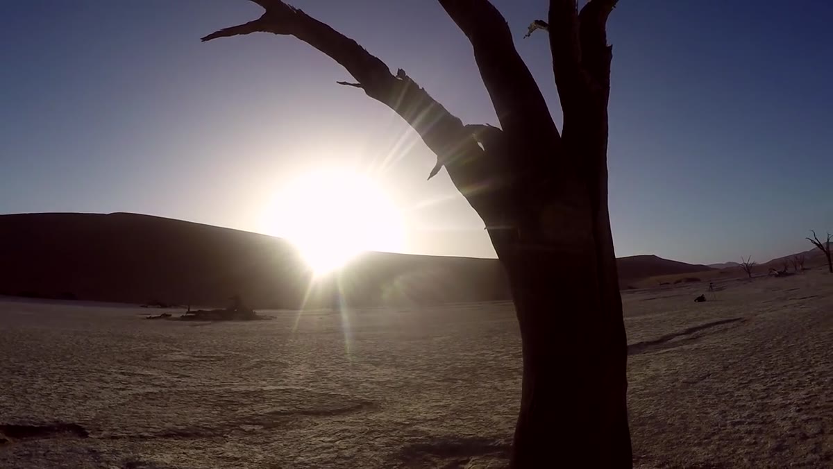 Single dominant dead tree isolated against red sand and smaller background trees