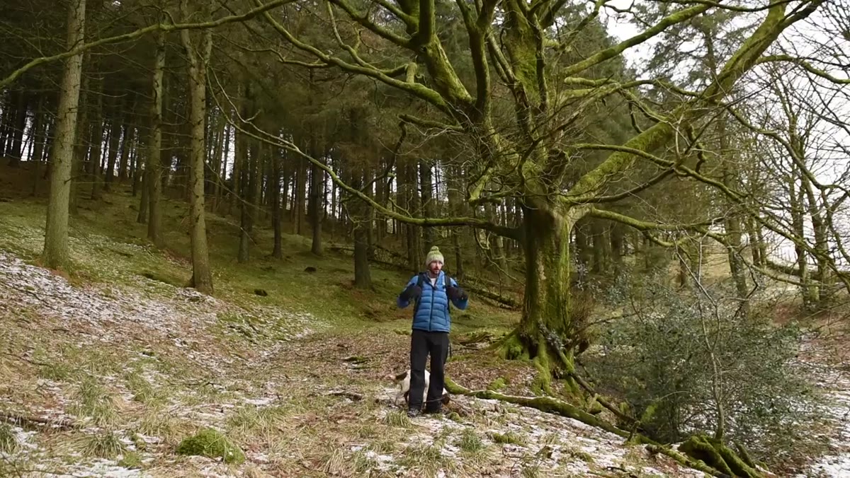 Nigel turning away from the tree and walking with his dog