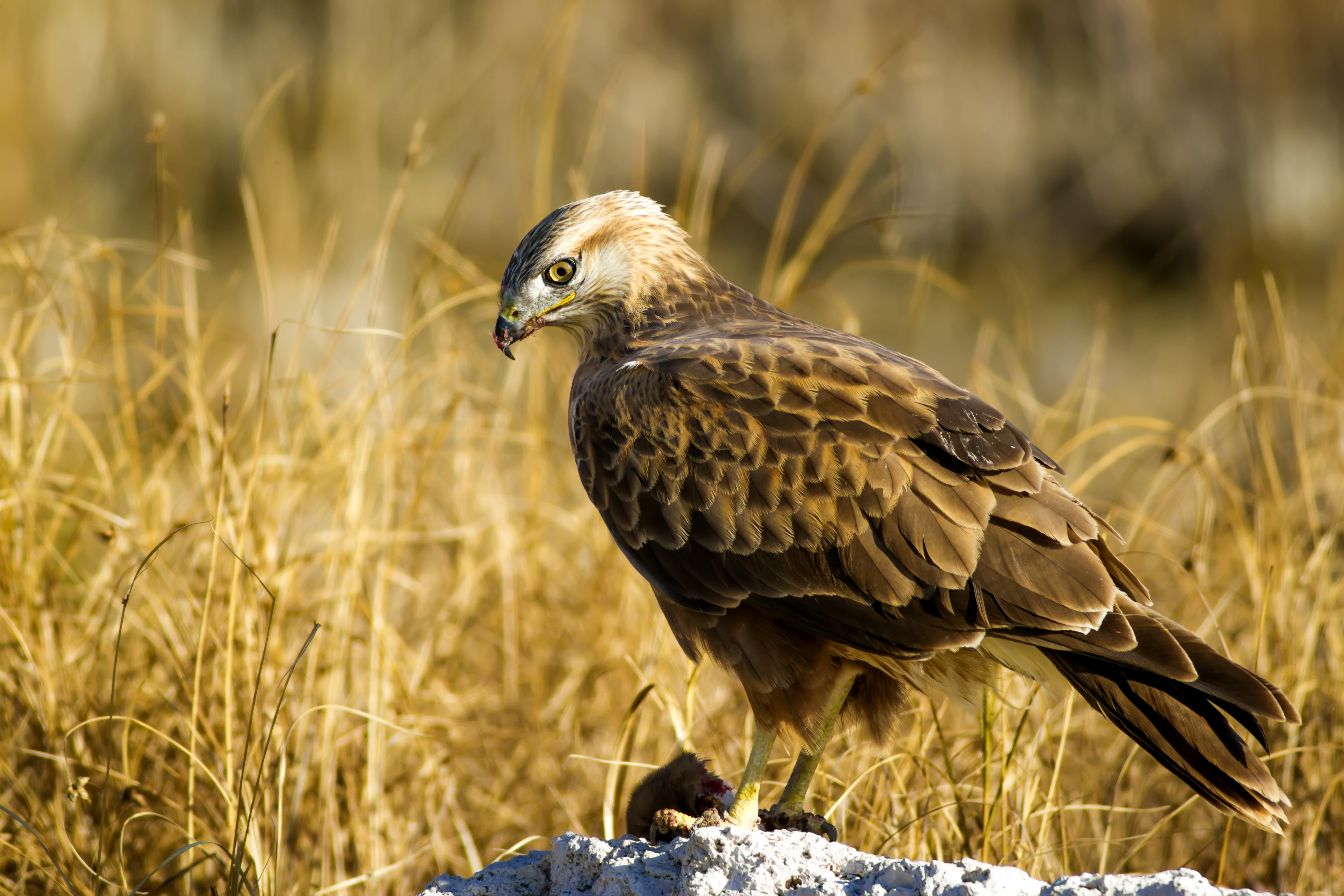 When Wildlife Photography Captures the Perfectly Imperfect Moment